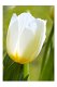 Tulpen M 06